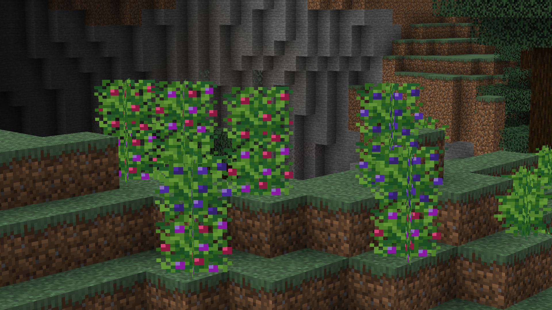 Игрок собирает ягоды в Minecraft с помощью мода Bodacious Berries